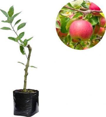 paket 2 bibit tanaman buah apel anna malang Banten