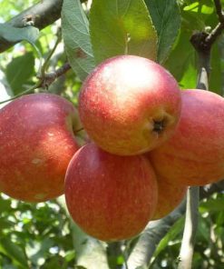 paket 2 bibit tanaman buah apel anna malang Kota Administrasi Jakarta Barat