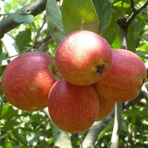 paket 2 bibit tanaman buah apel anna malang Kota Administrasi Jakarta Barat