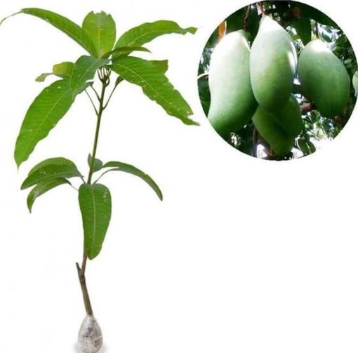 paket 2 bibit tanaman buah mangga manalagi 60cm Manado