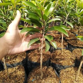 paket 3 bibit bibit sawo jumbo vietnam cepat berbuah Sulawesi Tengah