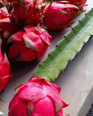 paket 3 bibit buah naga merah kuning putih Bandung