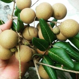paket 3 bibit kelengkeng pingpong super Jawa Barat