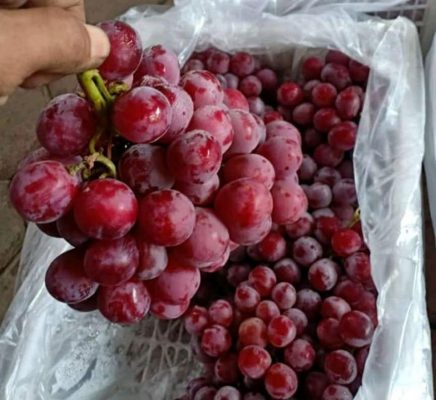 paket 4 bibit anggur Surakarta