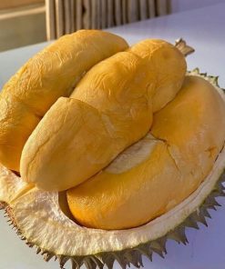 paket 4 bibit durian montong bisa tabulampot Jawa Timur