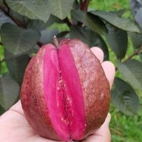 paket 4 bibit jambu biji australia Bekasi