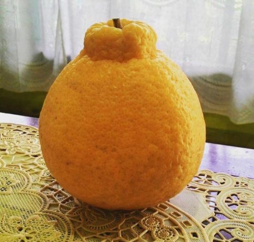 paket 4 bibit jeruk bali pamelo keprok chokun Aceh