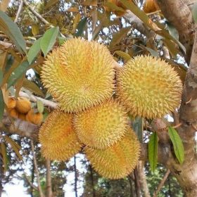 paket 4 jenis bibit durian super musangking montong bawor duri hitam onche Kalimantan Timur