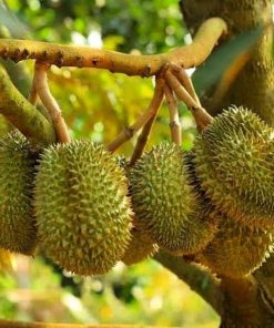paket 4 jenis bibit durian super musangking montong bawor duri hitam onche Nusa Tenggara Barat