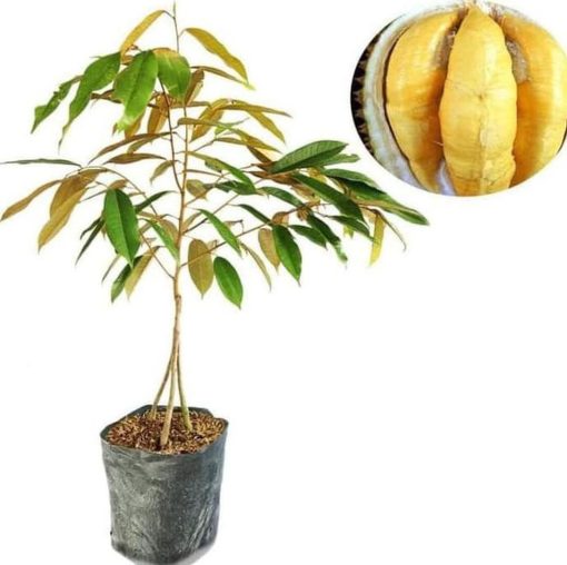 premium a bibit tanaman buah durian montong kaki 3 ori terlaris Tual