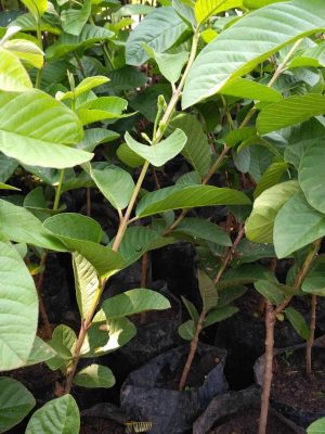 promo 3 bibit jambu australi jambu kristal jambu sukun merah Palu