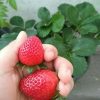 promo murah bibit strawberry jumbo holland Ambon