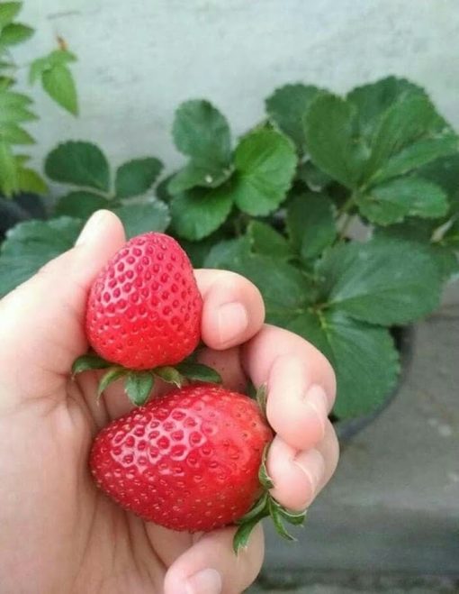 promo murah bibit strawberry jumbo holland Ambon