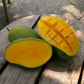 promoo a1 bibit pohon mangga arum manis tanaman buah mangga harum manis hot Jawa Barat