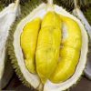 ready bibit durian petruk bibit buah tanaman Bima