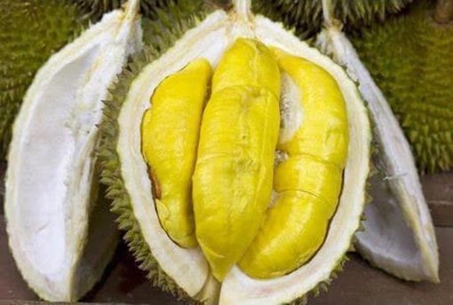 ready bibit durian petruk bibit buah tanaman Bima