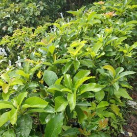 ready bibit tanaman alpukat miki hasil okulasi cepat berbuah super Kotamobagu