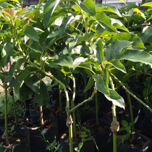 ready bibit tanaman alpukat miki hasil okulasi cepat berbuah super Sumatra Barat