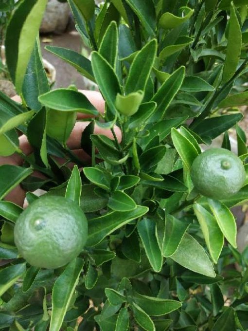 sudah berbuah bibit pohon tanaman buah jeruk limo sudah berbuah nipis purut bali lemon siam kip keep Banten