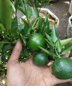 sudah berbuah bibit pohon tanaman buah jeruk limo sudah berbuah nipis purut bali lemon siam kip keep Jawa Timur