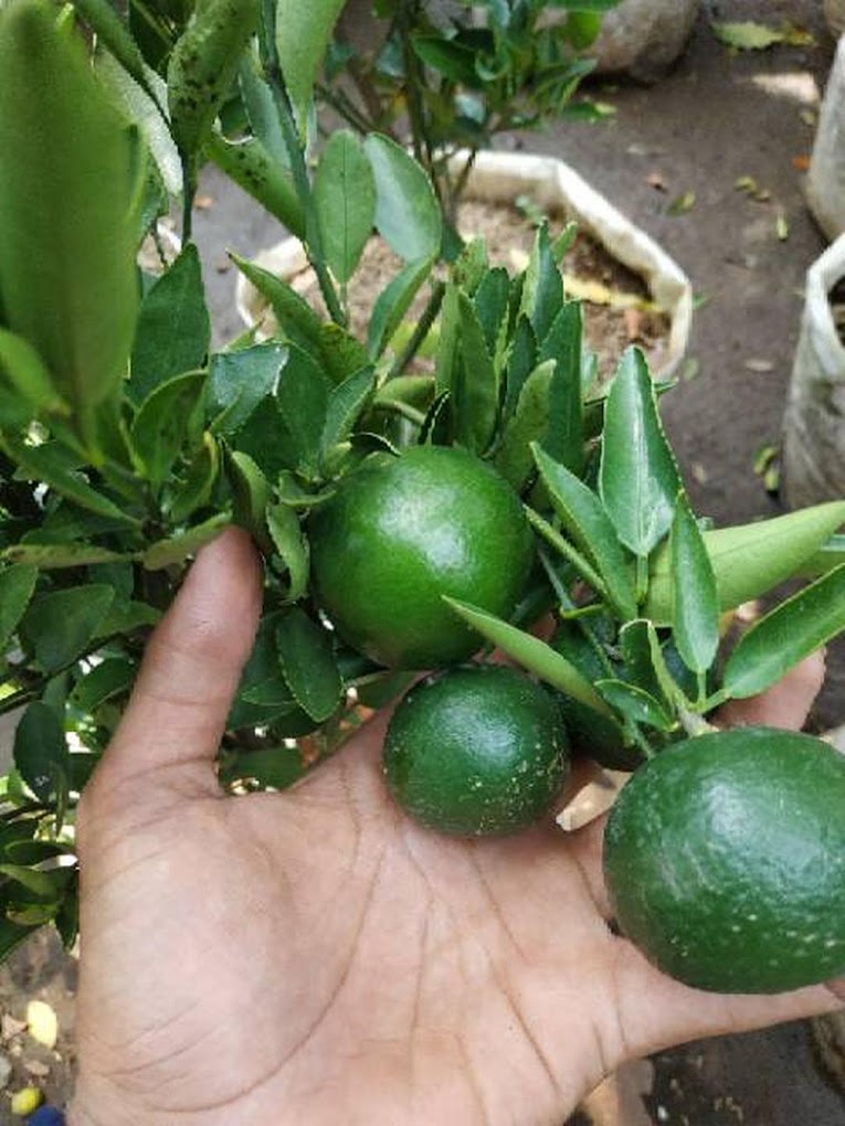 Gambar Produk sudah berbuah bibit pohon tanaman buah jeruk limo sudah berbuah nipis purut bali lemon siam kip keep Jawa Timur