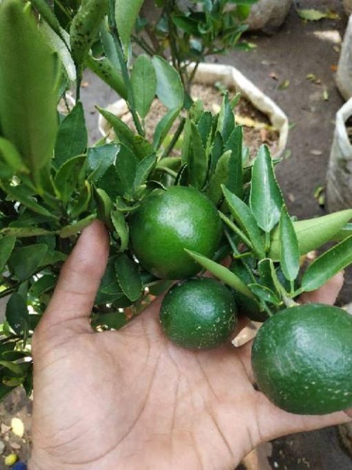 sudah berbuah bibit pohon tanaman buah jeruk limo sudah berbuah nipis purut bali lemon siam kip keep Sulawesi Utara