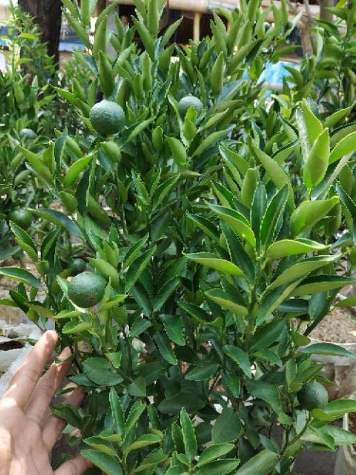 Gambar Produk sudah berbuah bibit pohon tanaman buah jeruk limo sudah berbuah nipis purut bali lemon siam kip keep Sumatra Utara