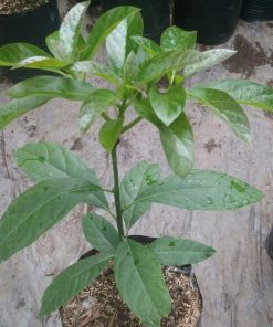 tanaman bibit buah alpukat kelud alpukat subang okulasi cepat berbuah tambulampot Sawahlunto