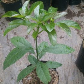 tanaman bibit buah alpukat kelud alpukat subang okulasi cepat berbuah tambulampot Sawahlunto