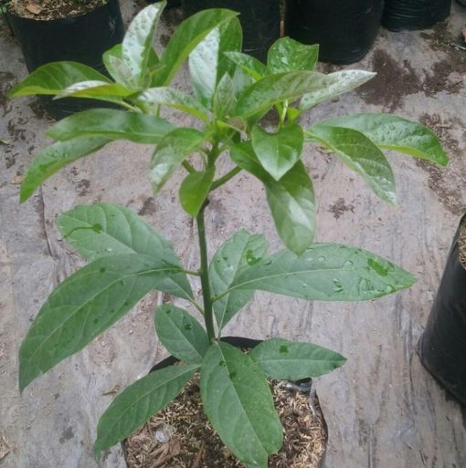 tanaman bibit buah alpukat kelud alpukat subang okulasi cepat berbuah tambulampot Sawahlunto