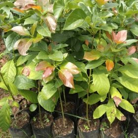 tanaman bibit buah alpukat kendil okulasi cepat berbuah Riau