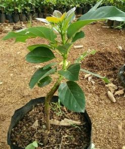 tanaman bibit buah alpukat non biji okulasi cepat berbuah tambulampot Banten