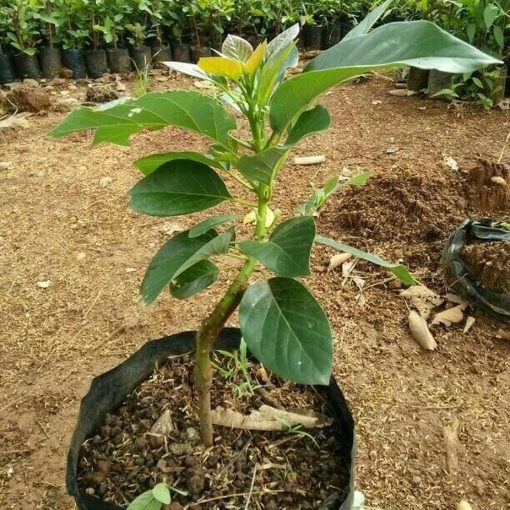 tanaman bibit buah alpukat non biji okulasi cepat berbuah tambulampot Banten