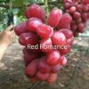tanaman bibit buah anggur import red romance okulasi cepat berbuah Jawa Timur