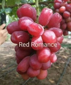 tanaman bibit buah anggur import red romance okulasi cepat berbuah Jawa Timur