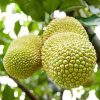 tanaman bibit buah cempedak durian okulasi cepat berbuah tambulapot Pekanbaru