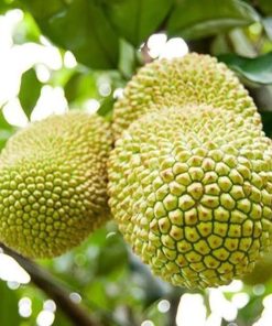 tanaman bibit buah cempedak durian okulasi cepat berbuah tambulapot Pekanbaru
