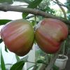 tanaman bibit buah jambu air king rose 100cm Riau