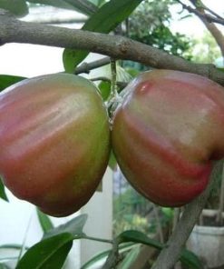tanaman bibit buah jambu air king rose 100cm Riau
