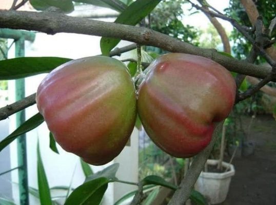 tanaman bibit buah jambu air king rose 100cm Riau