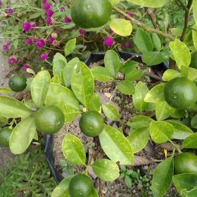 tanaman bibit buah jeruk kasturi okulasi cepat berbuah Pangkalpinang