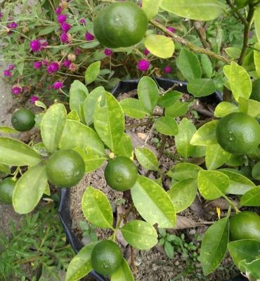 tanaman bibit buah jeruk kasturi okulasi cepat berbuah Pangkalpinang