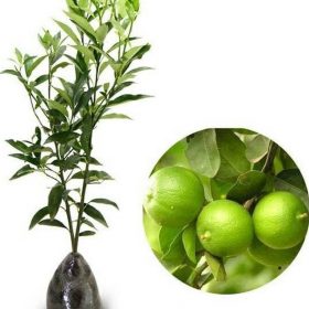 tanaman bibit buah jeruk nipis okulasi cepat berbuah tambulampot Tegal