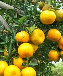 tanaman bibit buah jeruk siam pontianak okulasi cepat berbuah tambulampot Daerah Istimewa Yogyakarta