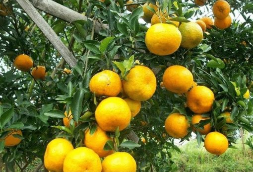 tanaman bibit buah jeruk siam pontianak okulasi cepat berbuah tambulampot Daerah Istimewa Yogyakarta