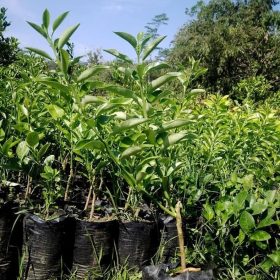 tanaman bibit buah jeruk tongheng okulasi cepat berbuah Parepare