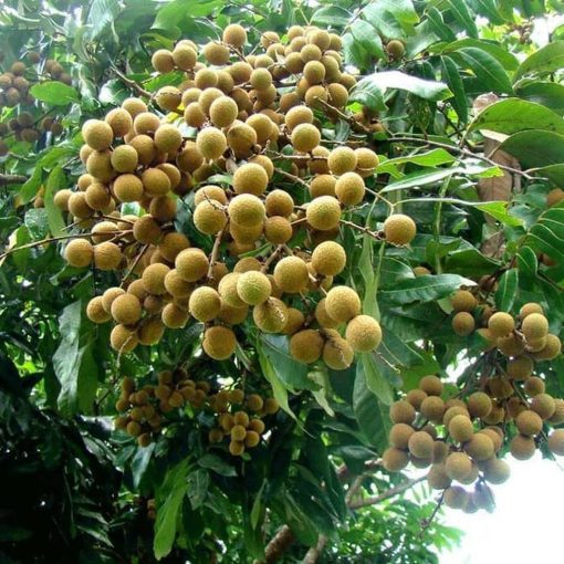 tanaman bibit buah kelengkeng kristalin okulasi cepat berbuah tambulampot Jawa Tengah