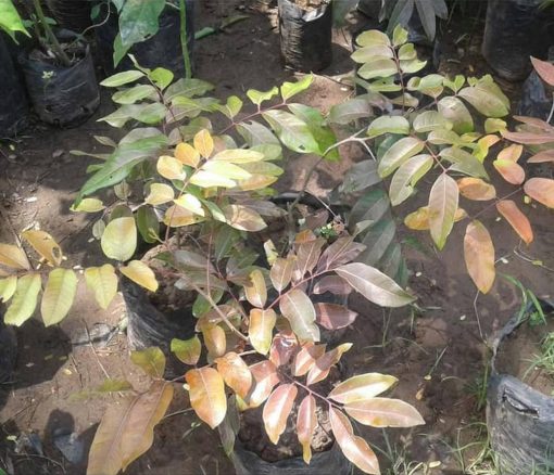tanaman bibit buah kelengkeng merah ruby longan okulasi cepat berbuah tambulapot Sumatra Barat