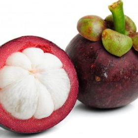 tanaman bibit buah manggis okulasi cepat berbuah tambulampot Sabang