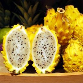 tanaman bibit buah naga kuning Banten